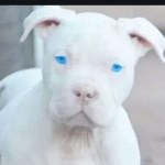 TROUBLE🏳️‍🌈 Liveme profile