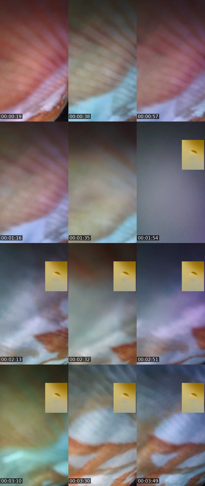 Contact-sheet preview of 🥵💦🌈's Liveme recording